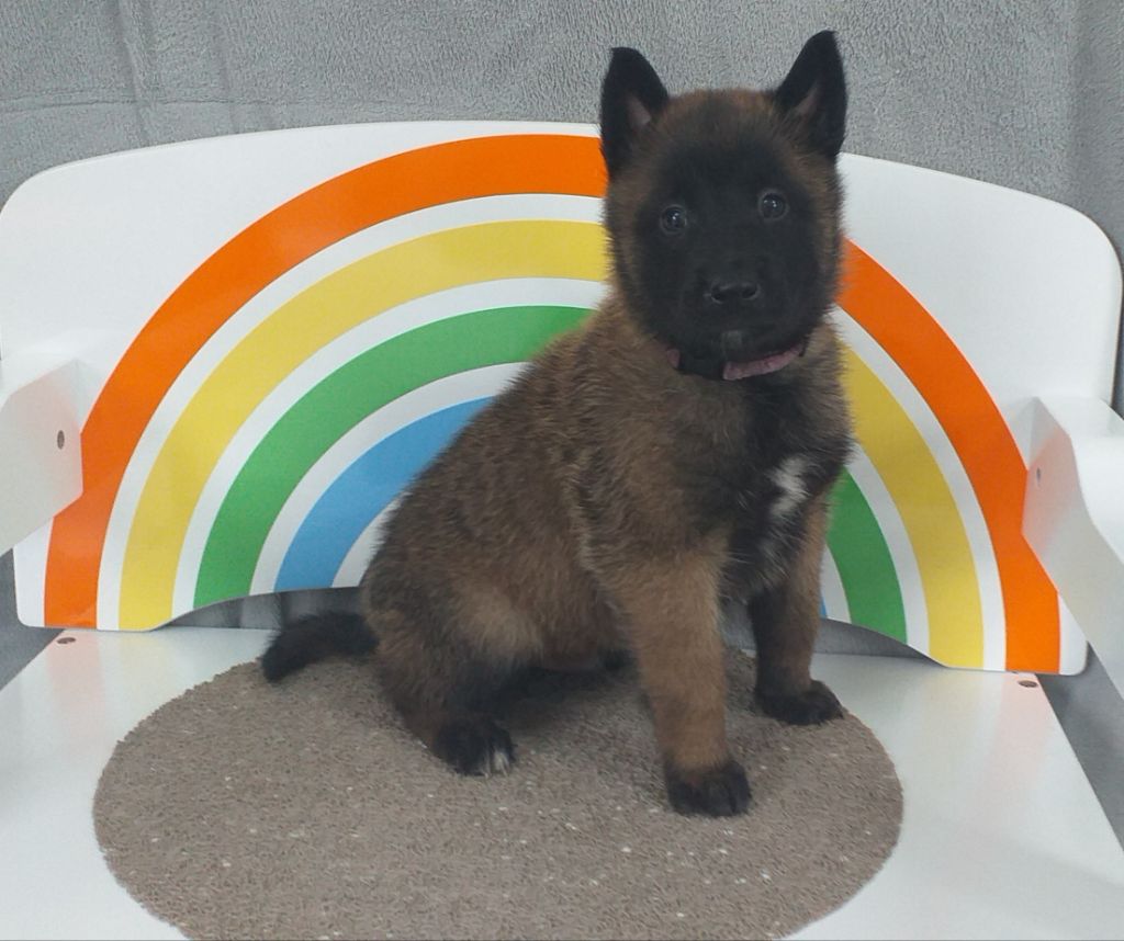 Des Terres Behennoises - Chiot disponible  - Berger Belge