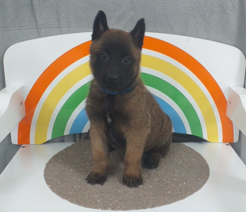 Des Terres Behennoises - Chiot disponible  - Berger Belge