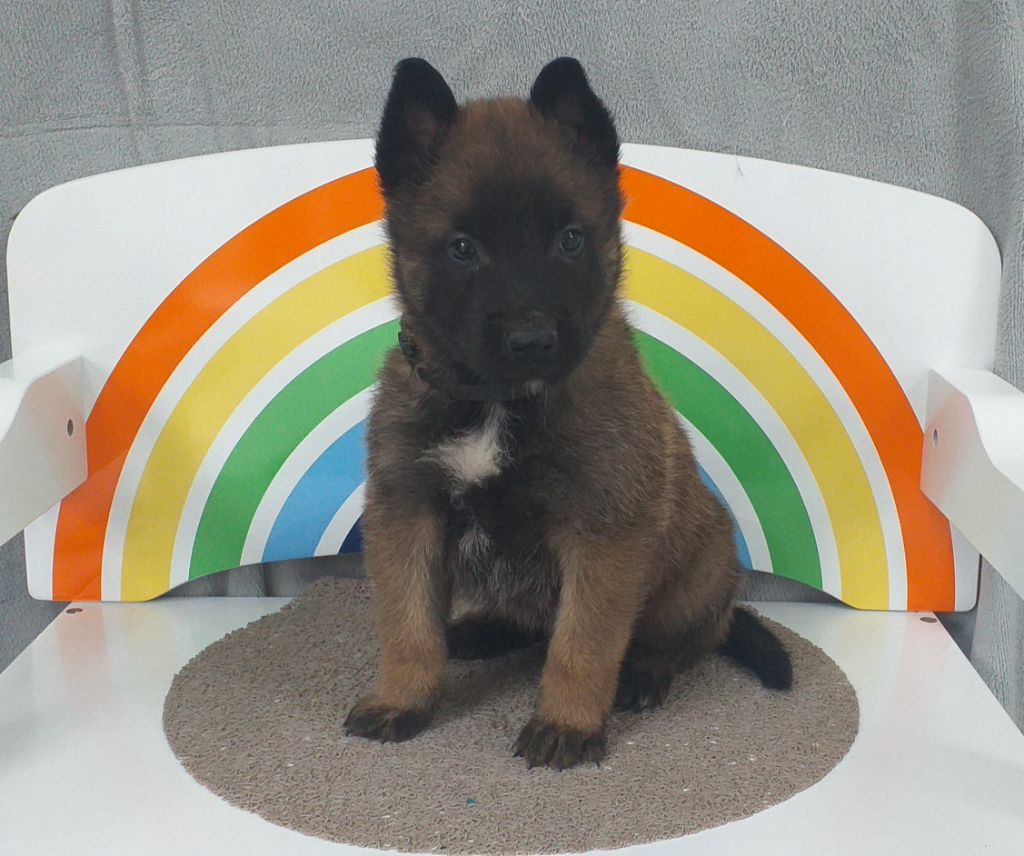 Des Terres Behennoises - Chiot disponible  - Berger Belge