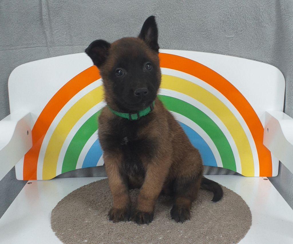 Des Terres Behennoises - Chiot disponible  - Berger Belge