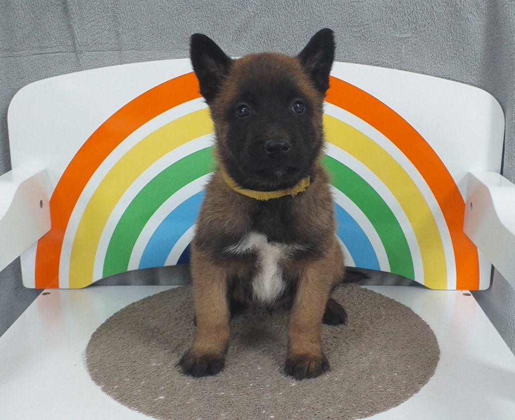 Des Terres Behennoises - Chiot disponible  - Berger Belge