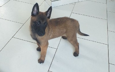 CHIOT bleu