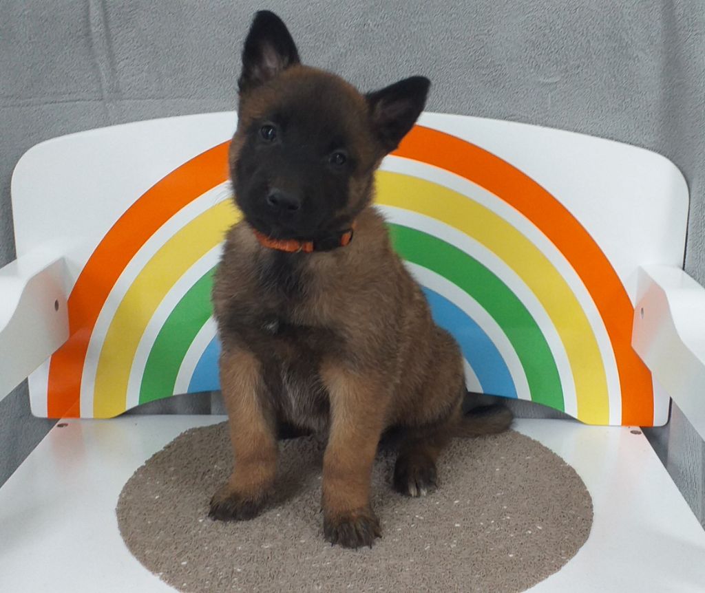 Des Terres Behennoises - Chiot disponible  - Berger Belge