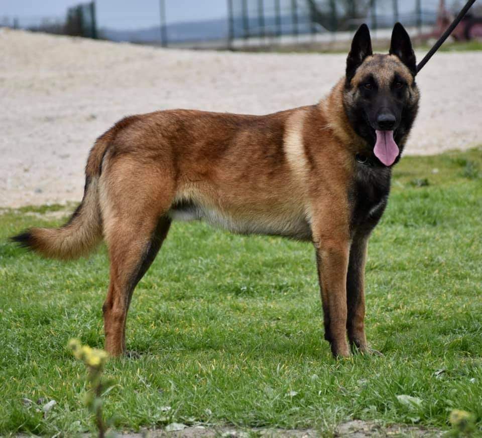 Oligan De La Lignée Royale