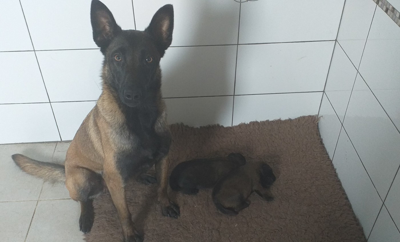 Sybelle Des Terres Behennoises