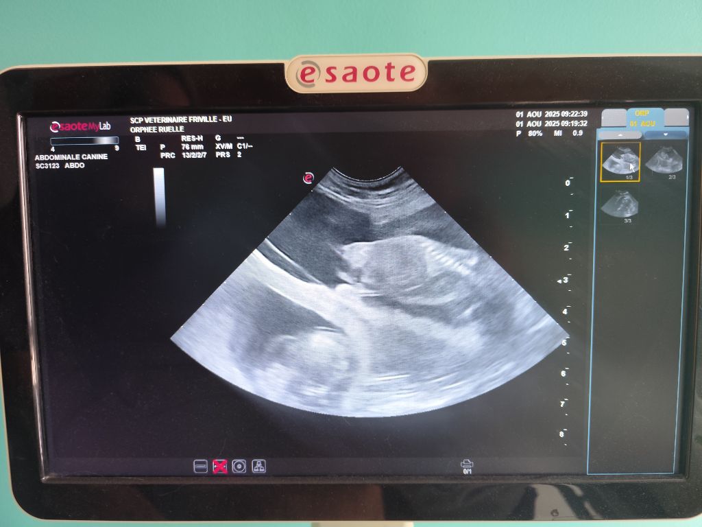 Gestation confirmée 