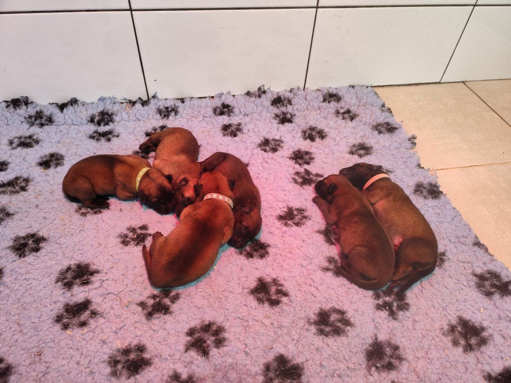 Naissance des chiots Orphée x Popeye 