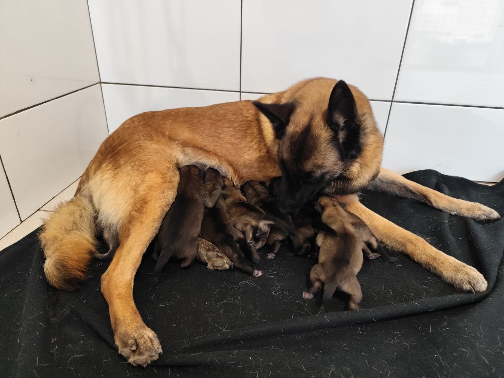 Renouvellement de portée R'mione x Olligan