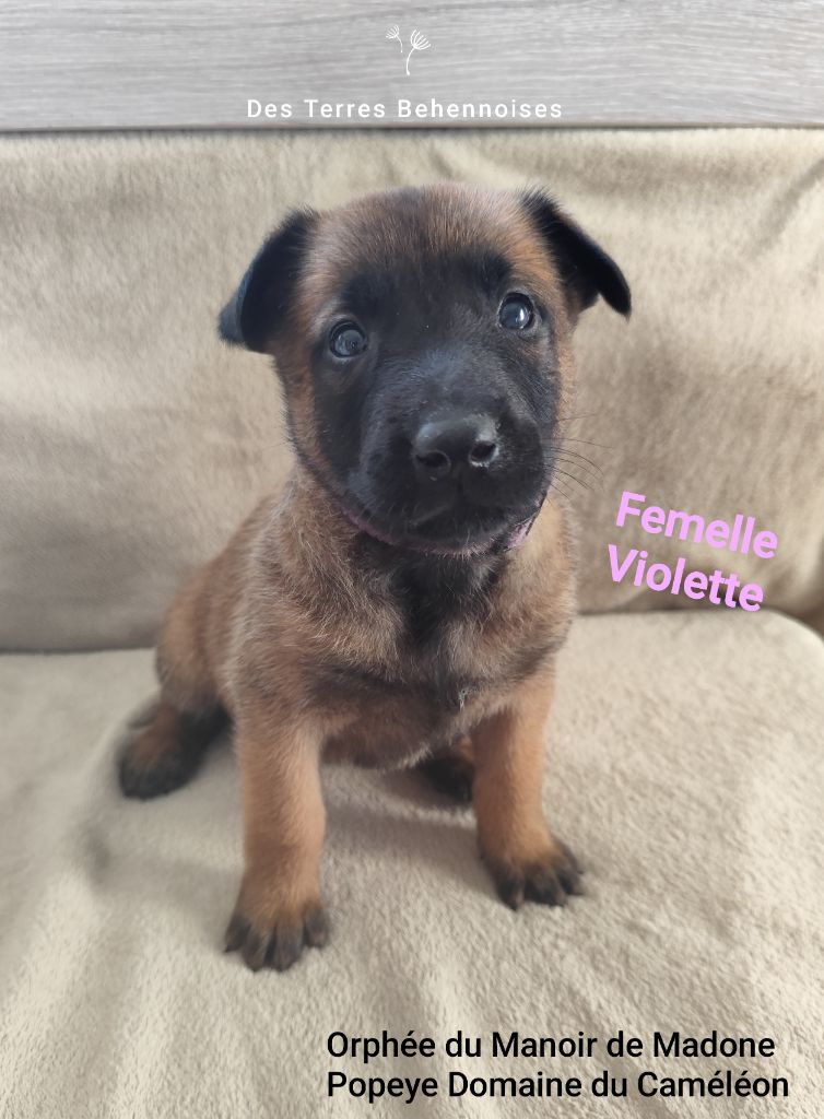 Des Terres Behennoises - Chiots disponibles - Berger Belge