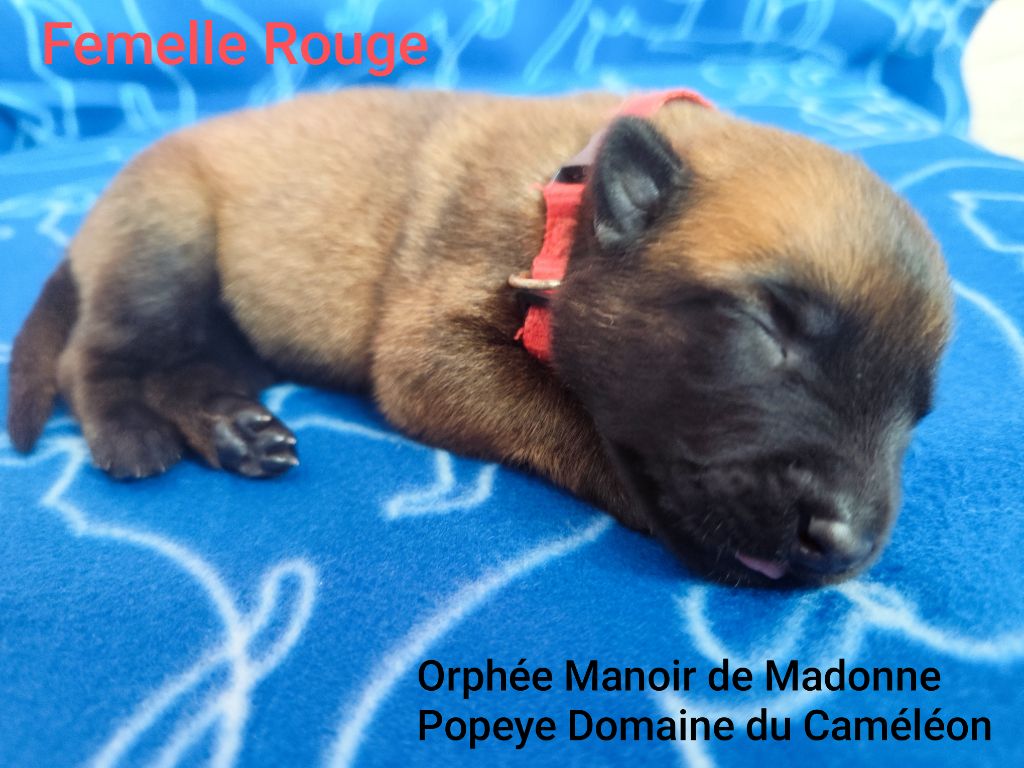 Des Terres Behennoises - Chiots disponibles - Berger Belge