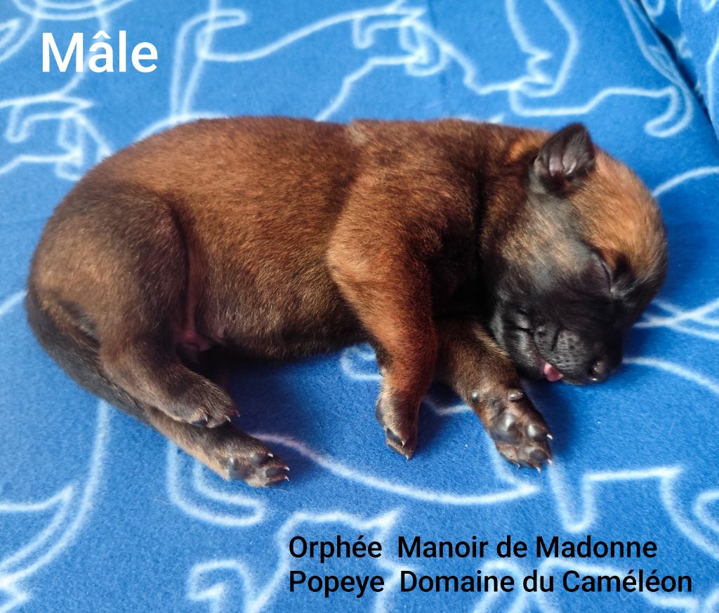 Des Terres Behennoises - Chiots disponibles - Berger Belge