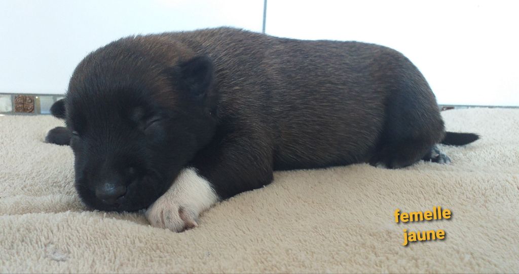 Des Terres Behennoises - Chiots disponibles - Berger Belge