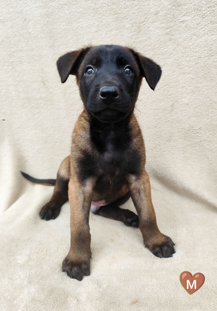 Des Terres Behennoises - Chiots disponibles - Berger Belge