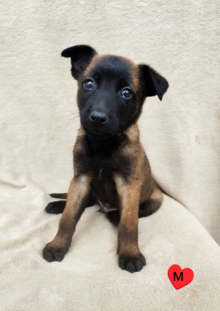 Des Terres Behennoises - Chiots disponibles - Berger Belge