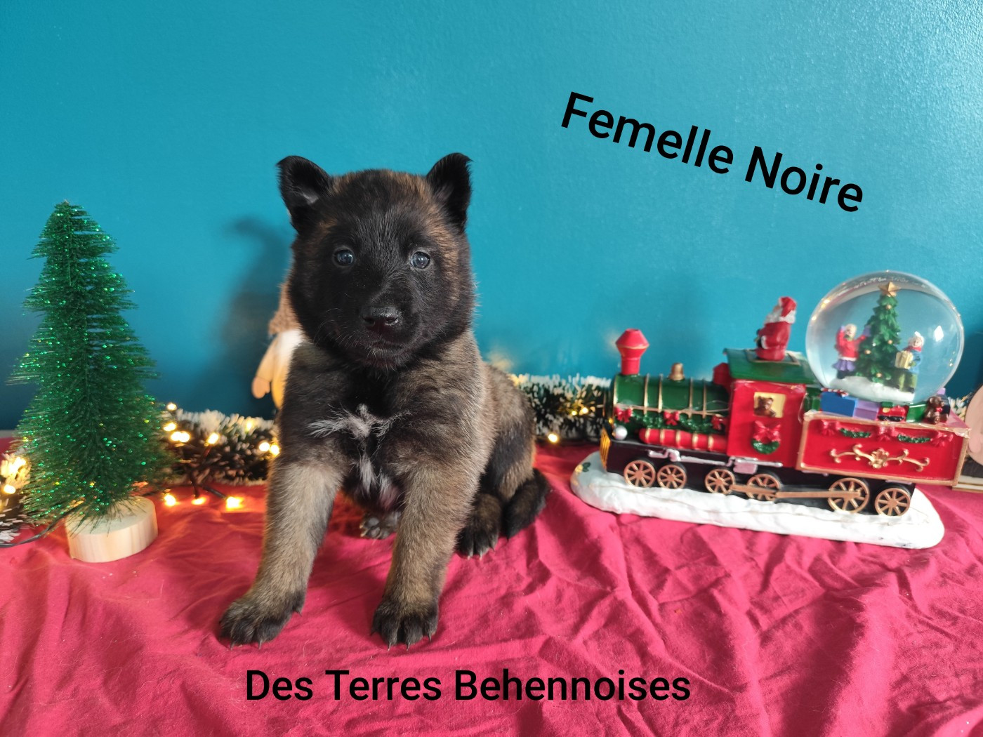 Des Terres Behennoises - Chiots disponibles - Berger Belge