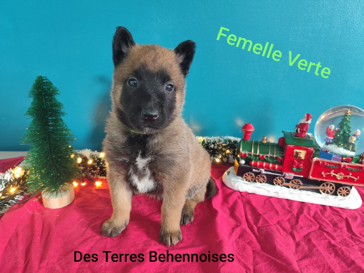 Des Terres Behennoises - Chiots disponibles - Berger Belge