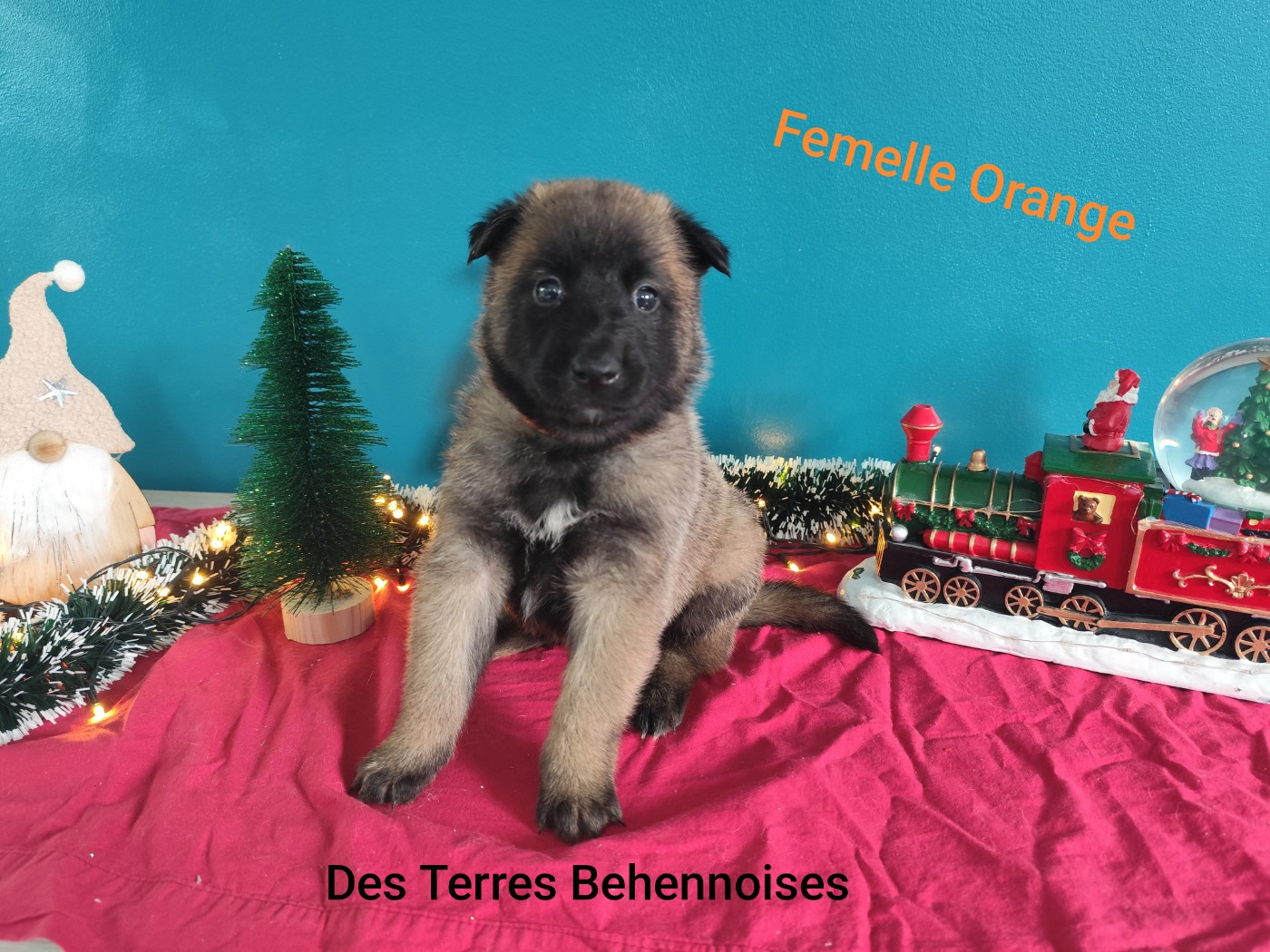 Des Terres Behennoises - Chiots disponibles - Berger Belge