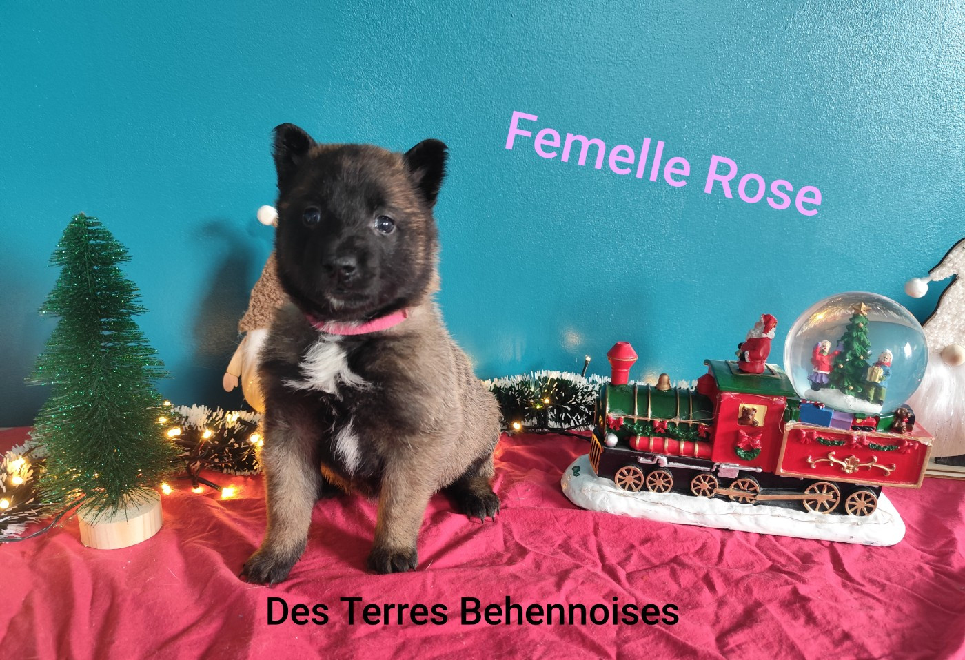 Des Terres Behennoises - Chiots disponibles - Berger Belge