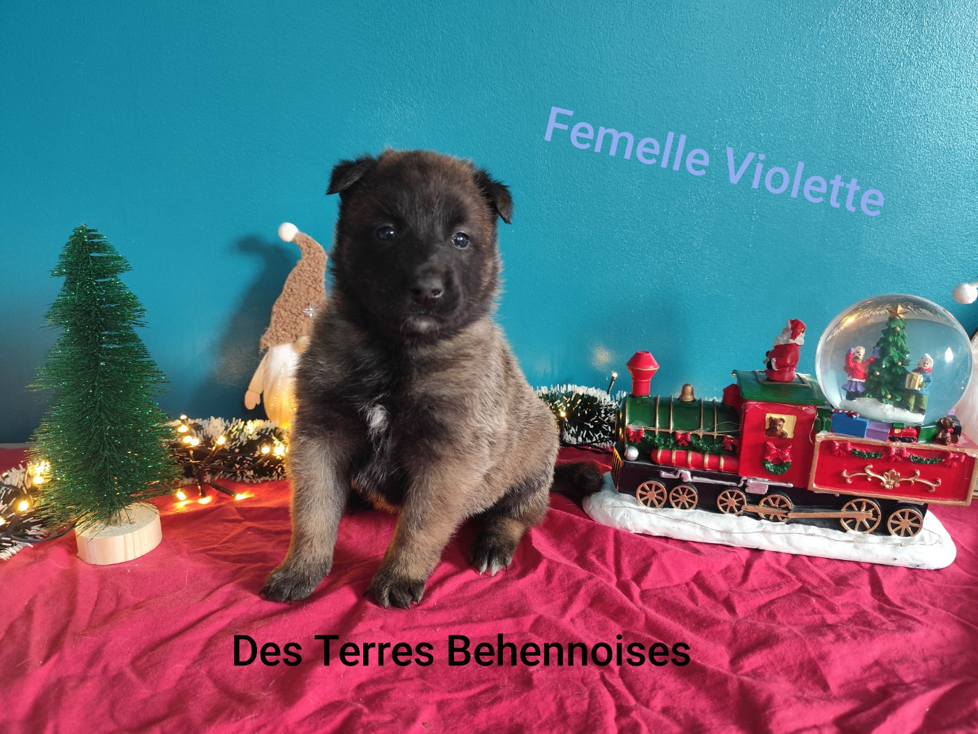 Des Terres Behennoises - Chiots disponibles - Berger Belge