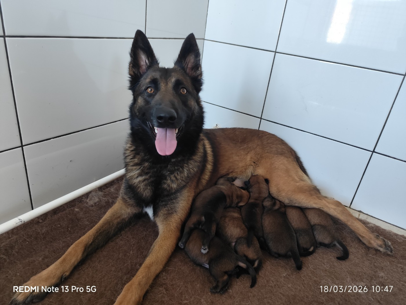 Chiot Berger Belge Des Terres Behennoises