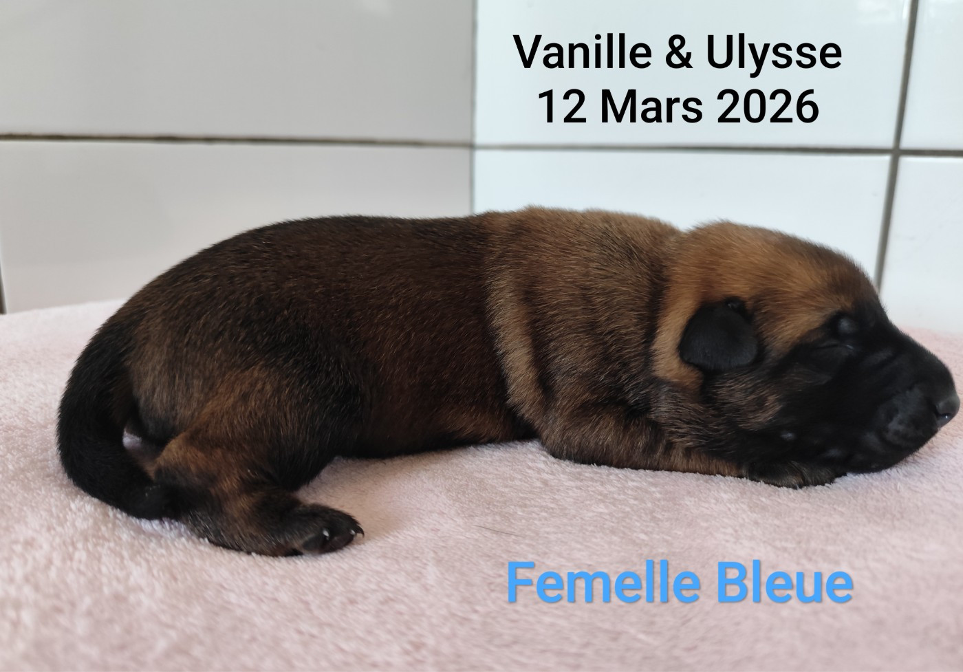 Des Terres Behennoises - Chiots disponibles - Berger Belge
