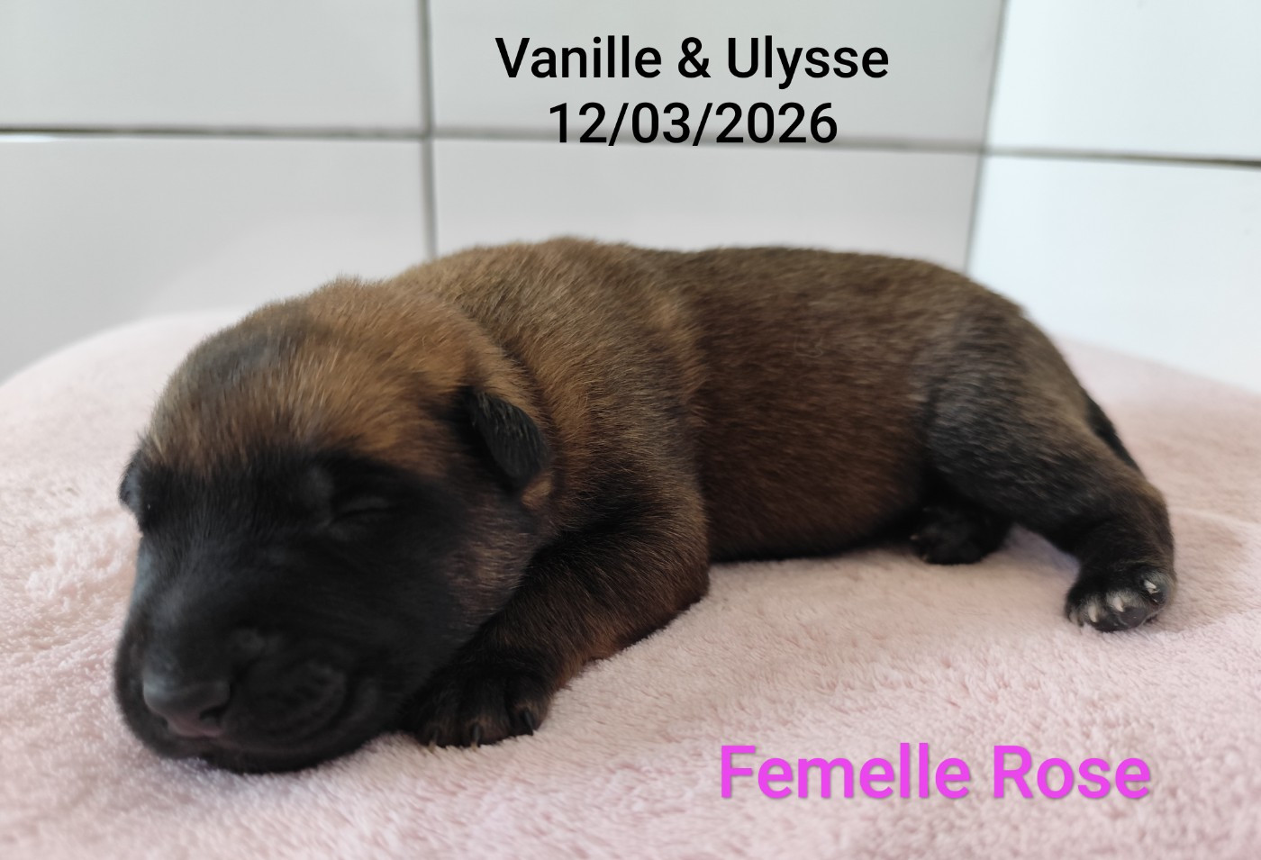 Des Terres Behennoises - Chiots disponibles - Berger Belge