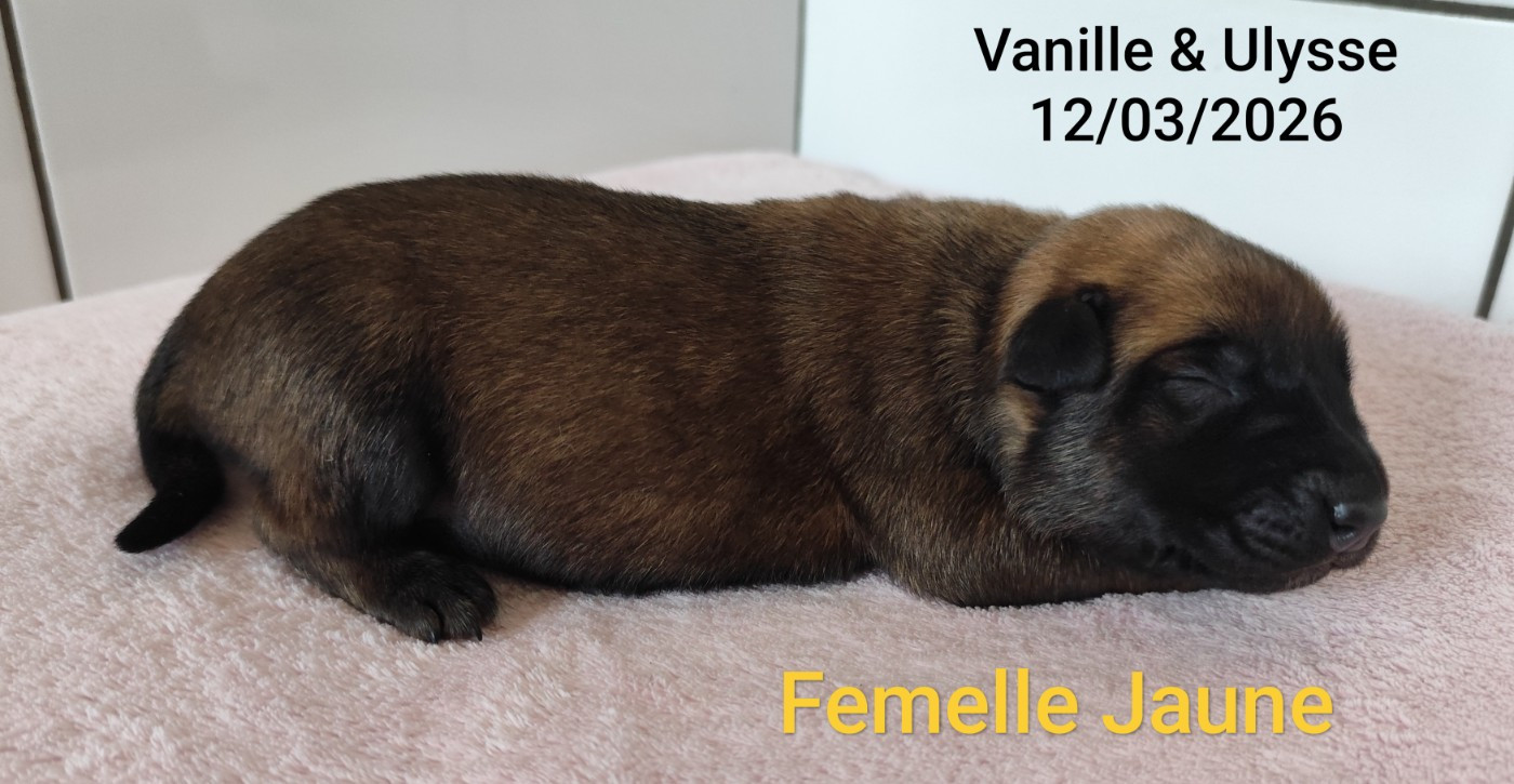 Des Terres Behennoises - Chiots disponibles - Berger Belge