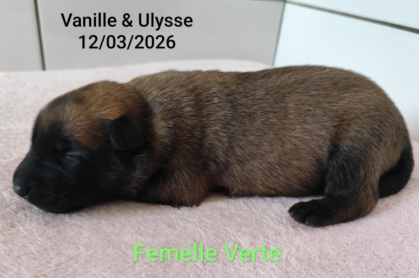 Des Terres Behennoises - Chiots disponibles - Berger Belge