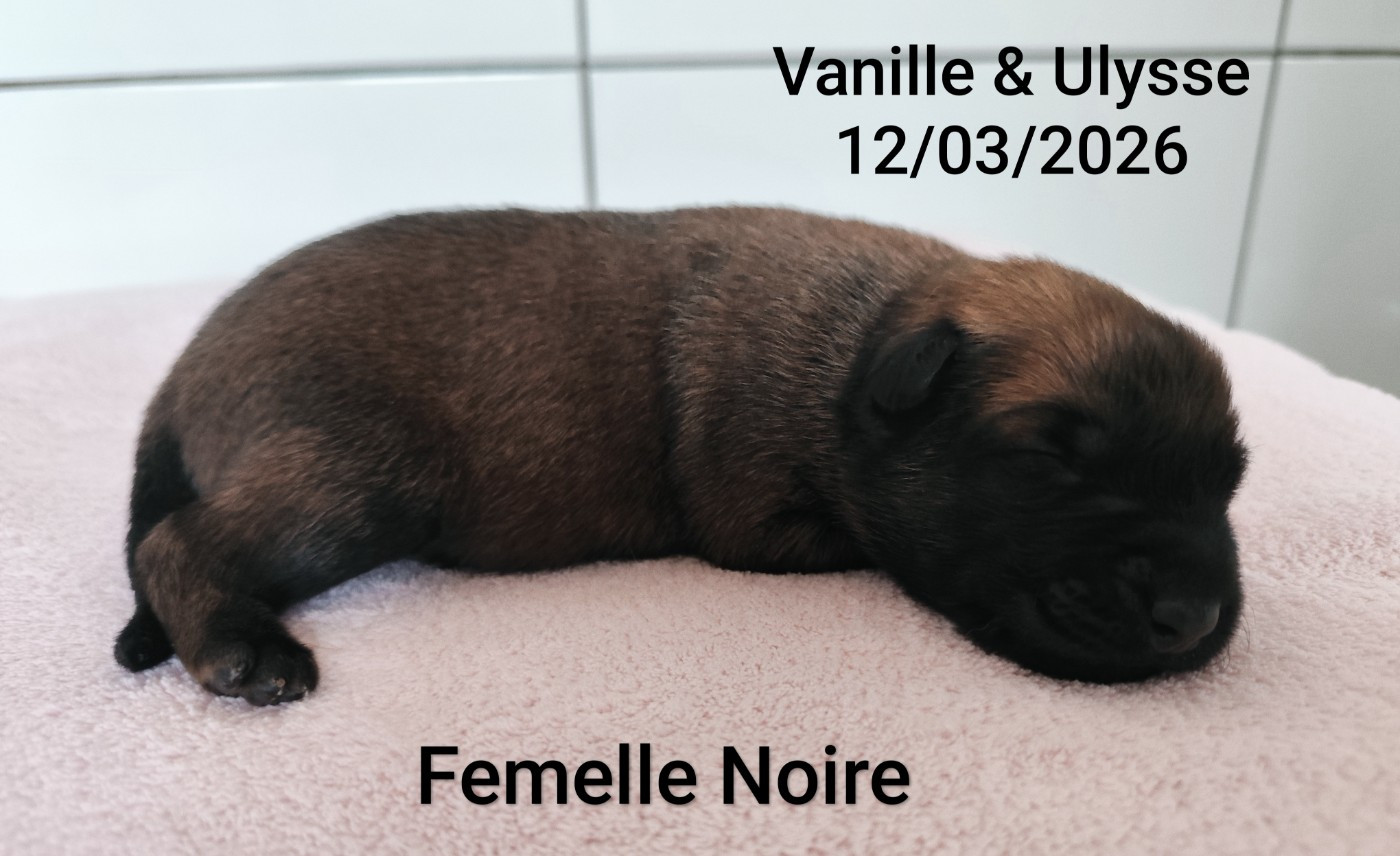 Des Terres Behennoises - Chiots disponibles - Berger Belge