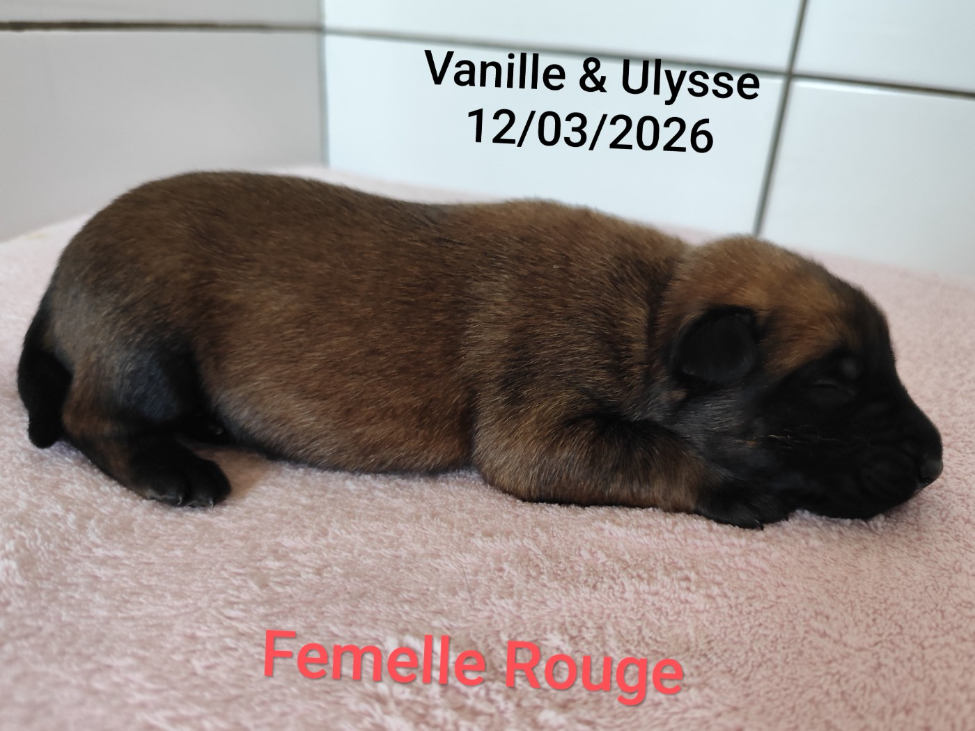 Des Terres Behennoises - Chiots disponibles - Berger Belge