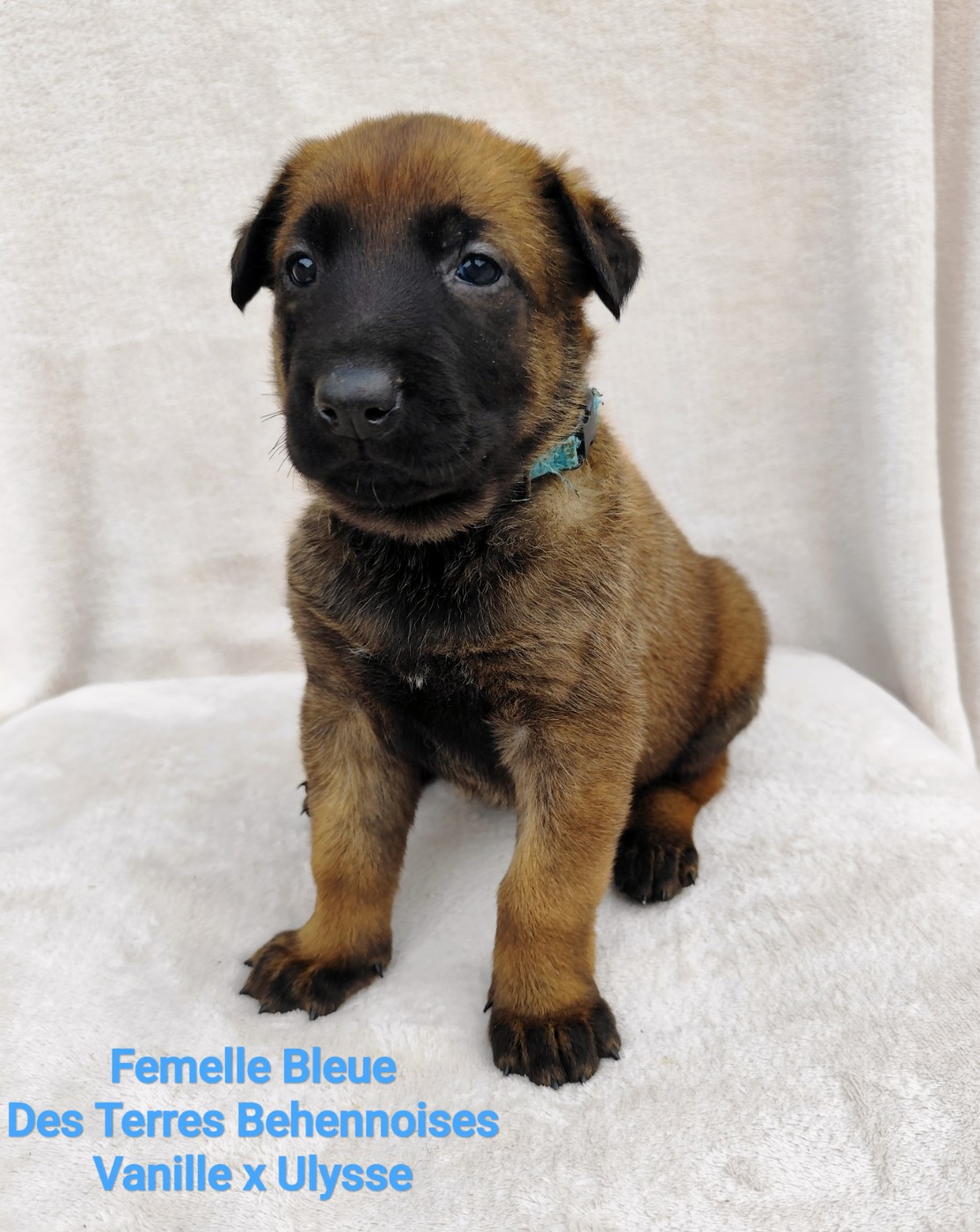 Des Terres Behennoises - Chiots disponibles - Berger Belge