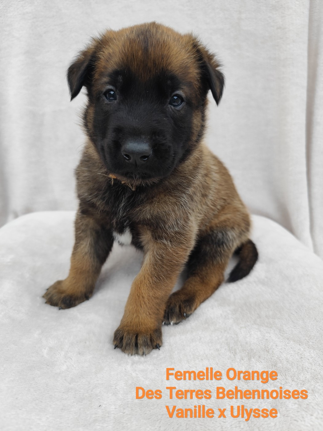 Des Terres Behennoises - Chiots disponibles - Berger Belge