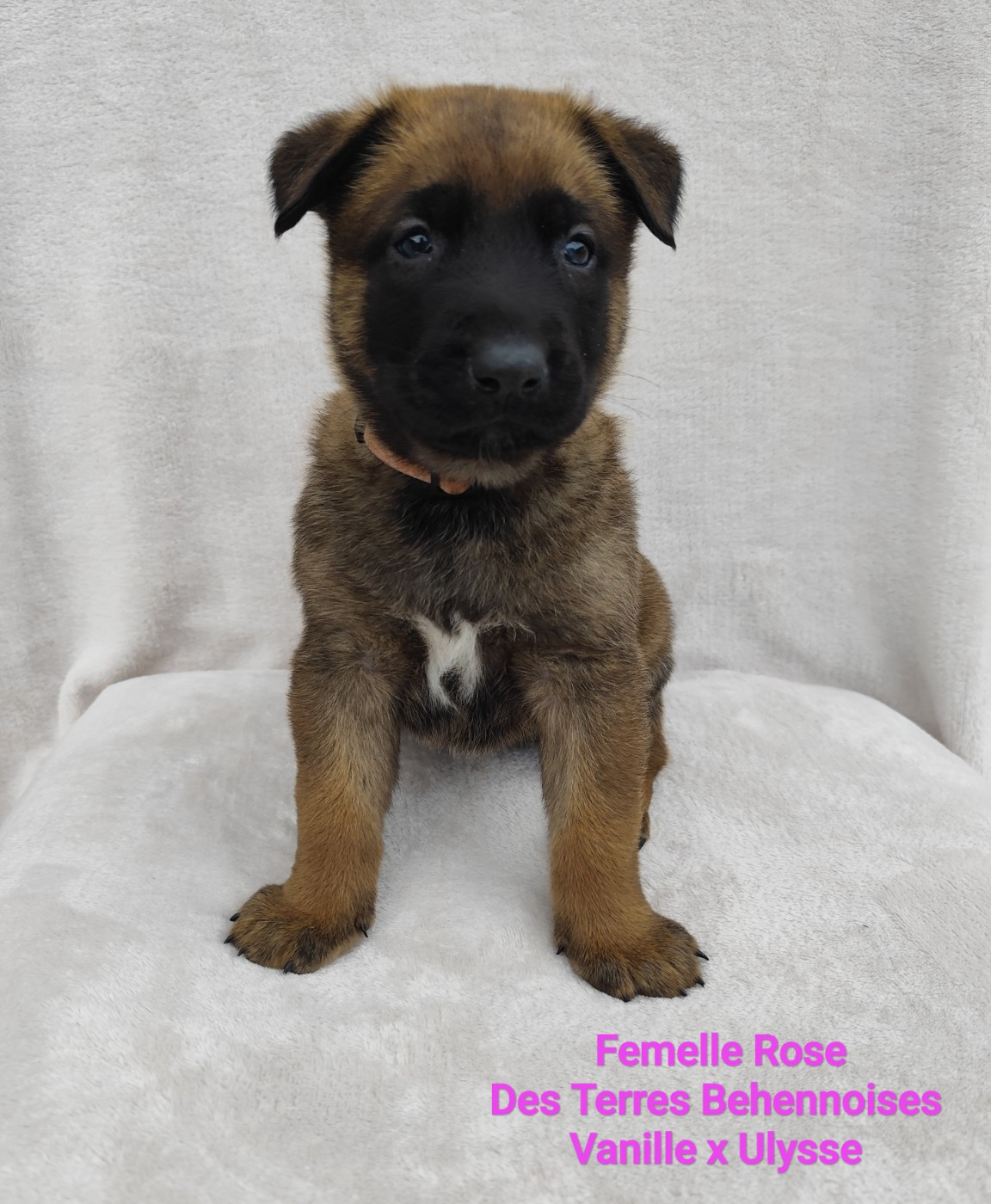 Des Terres Behennoises - Chiots disponibles - Berger Belge