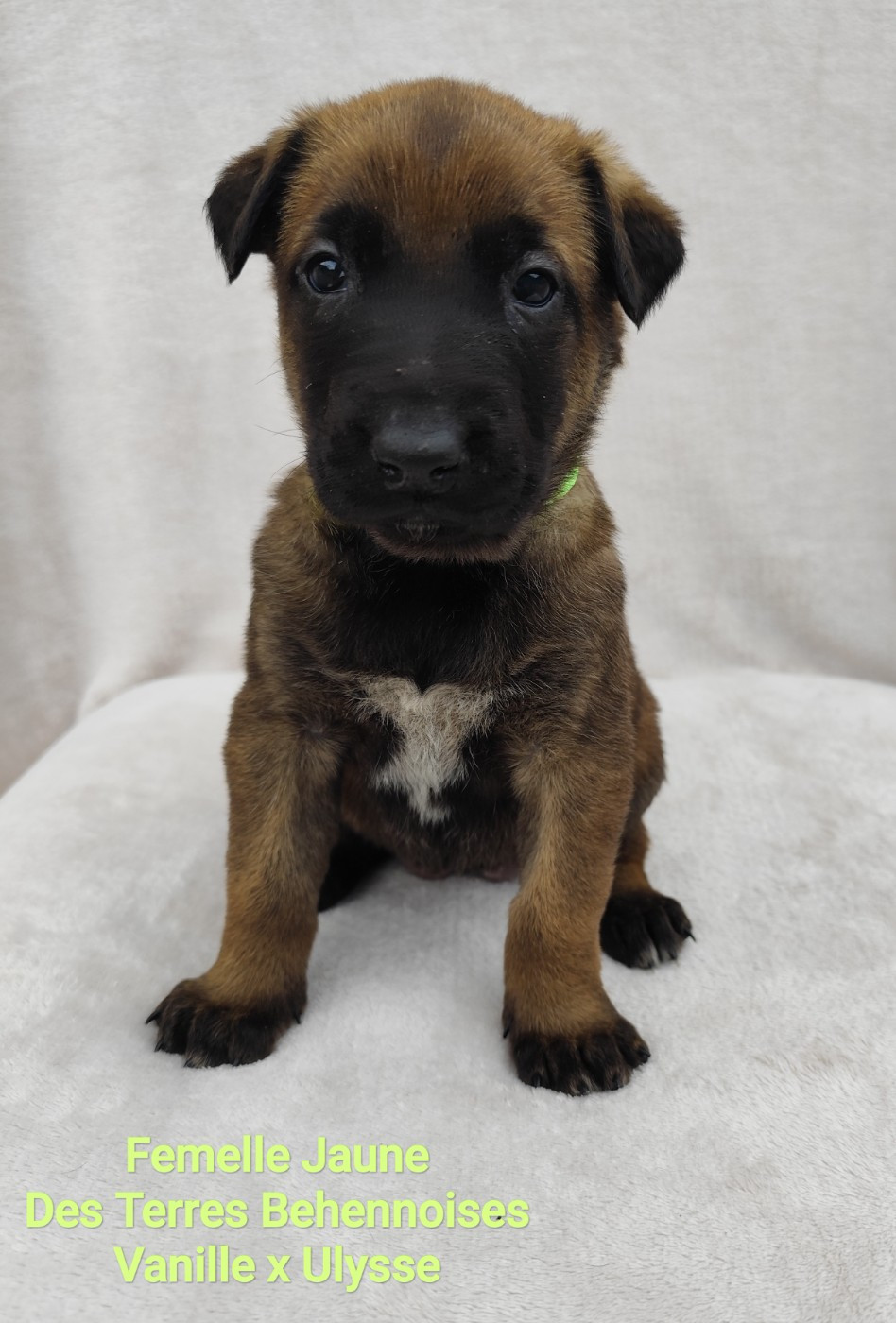 Des Terres Behennoises - Chiots disponibles - Berger Belge