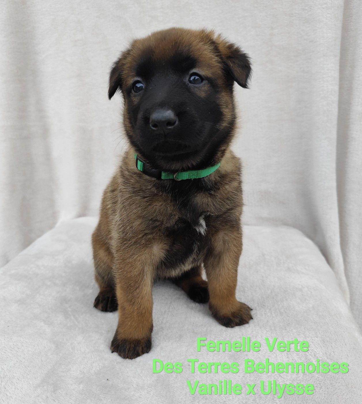 Des Terres Behennoises - Chiots disponibles - Berger Belge
