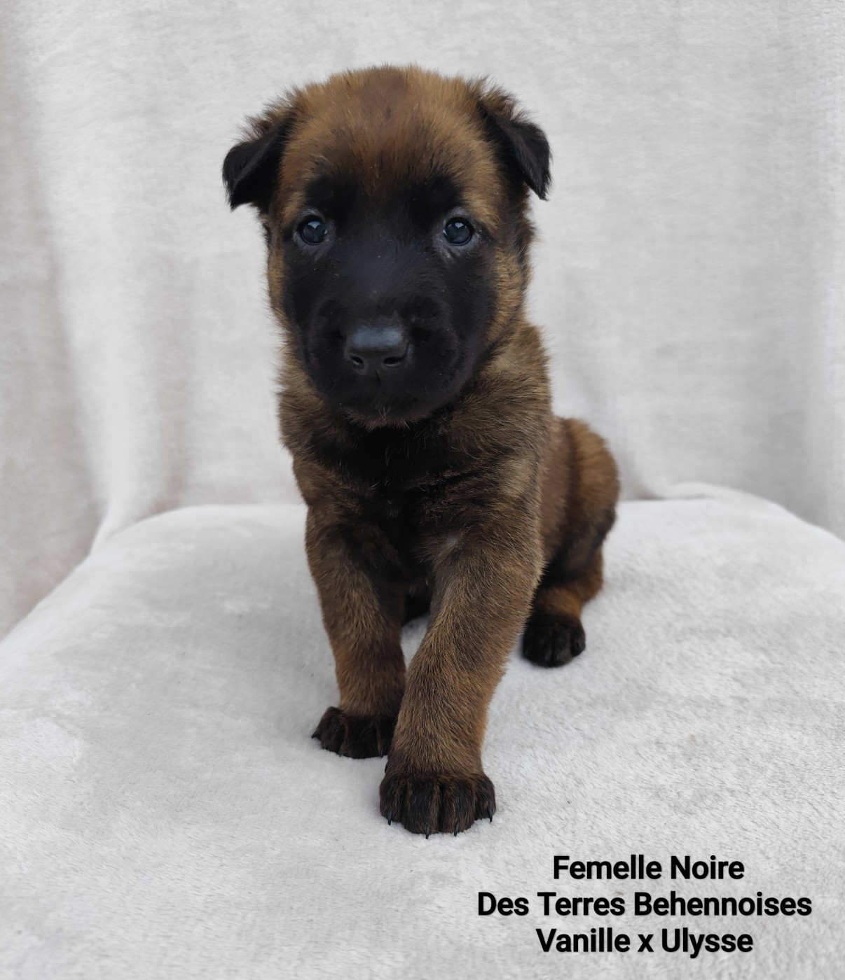 Des Terres Behennoises - Chiots disponibles - Berger Belge