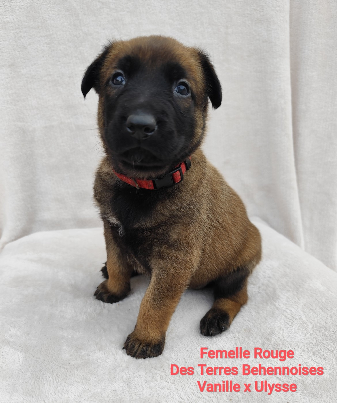 Des Terres Behennoises - Chiots disponibles - Berger Belge