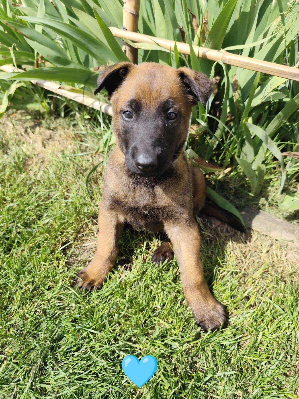 Des Terres Behennoises - Chiots disponibles - Berger Belge