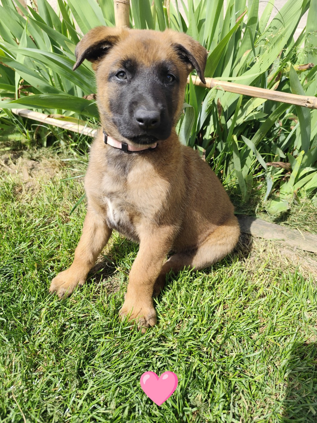 Des Terres Behennoises - Chiots disponibles - Berger Belge