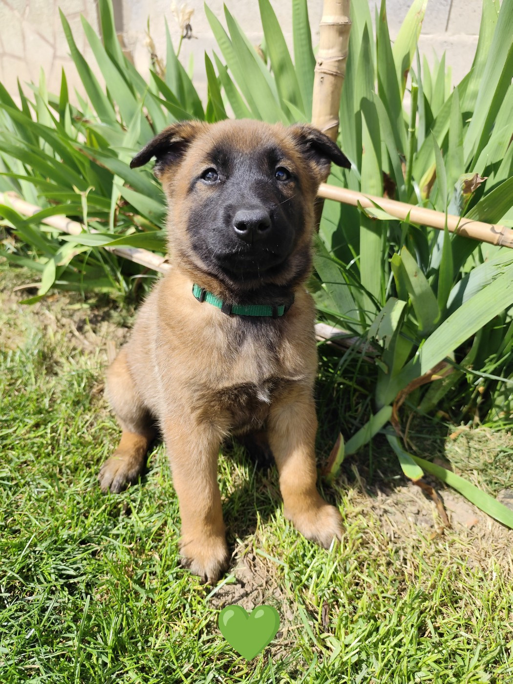 Des Terres Behennoises - Chiots disponibles - Berger Belge
