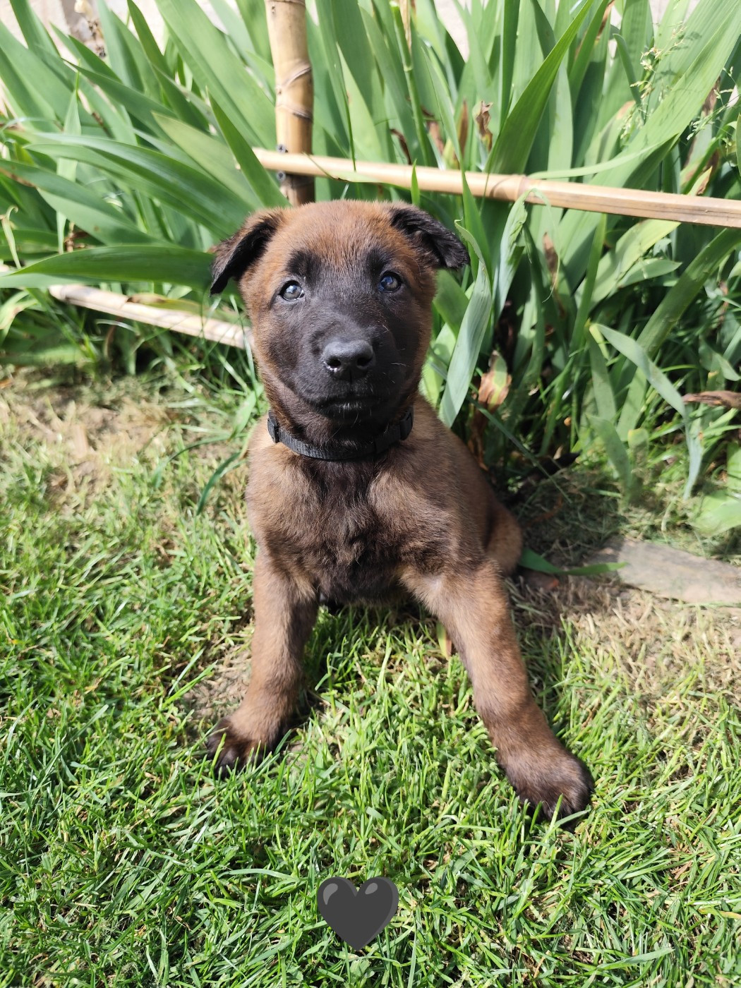 Des Terres Behennoises - Chiots disponibles - Berger Belge