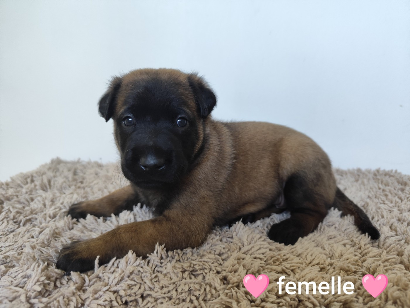 Des Terres Behennoises - Chiots disponibles - Berger Belge