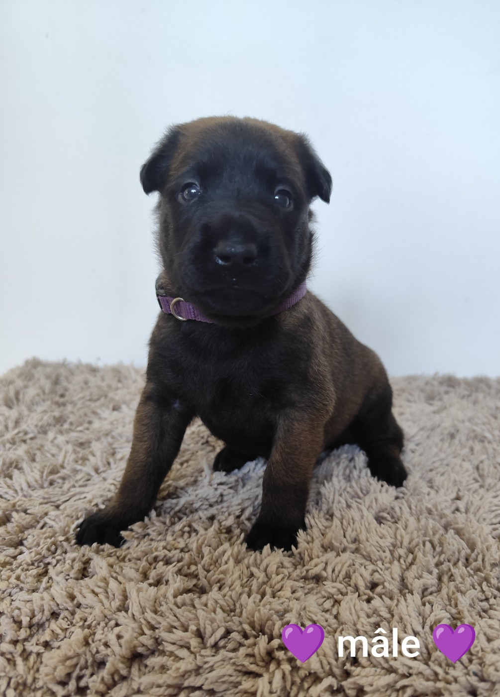 Des Terres Behennoises - Chiots disponibles - Berger Belge