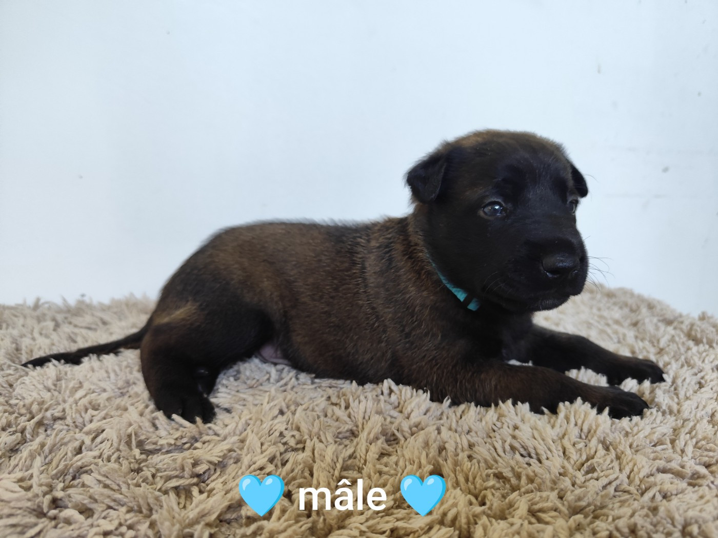 Des Terres Behennoises - Chiots disponibles - Berger Belge
