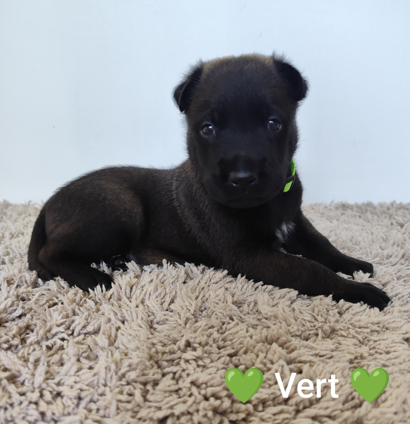 Des Terres Behennoises - Chiots disponibles - Berger Belge