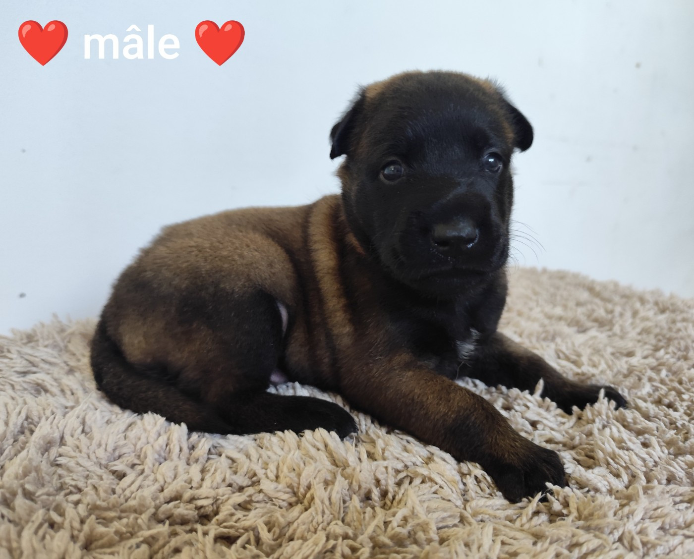 Des Terres Behennoises - Chiots disponibles - Berger Belge