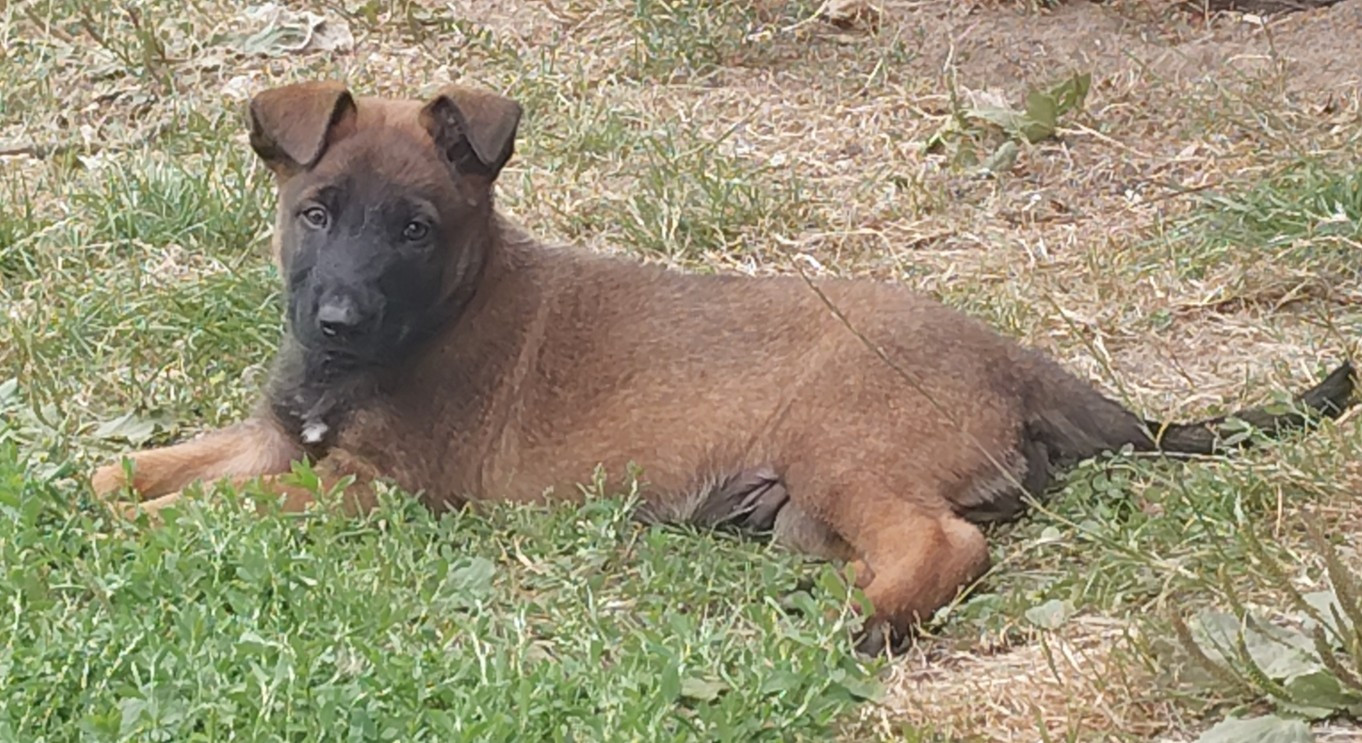 Des Terres Behennoises - Chiots disponibles - Berger Belge