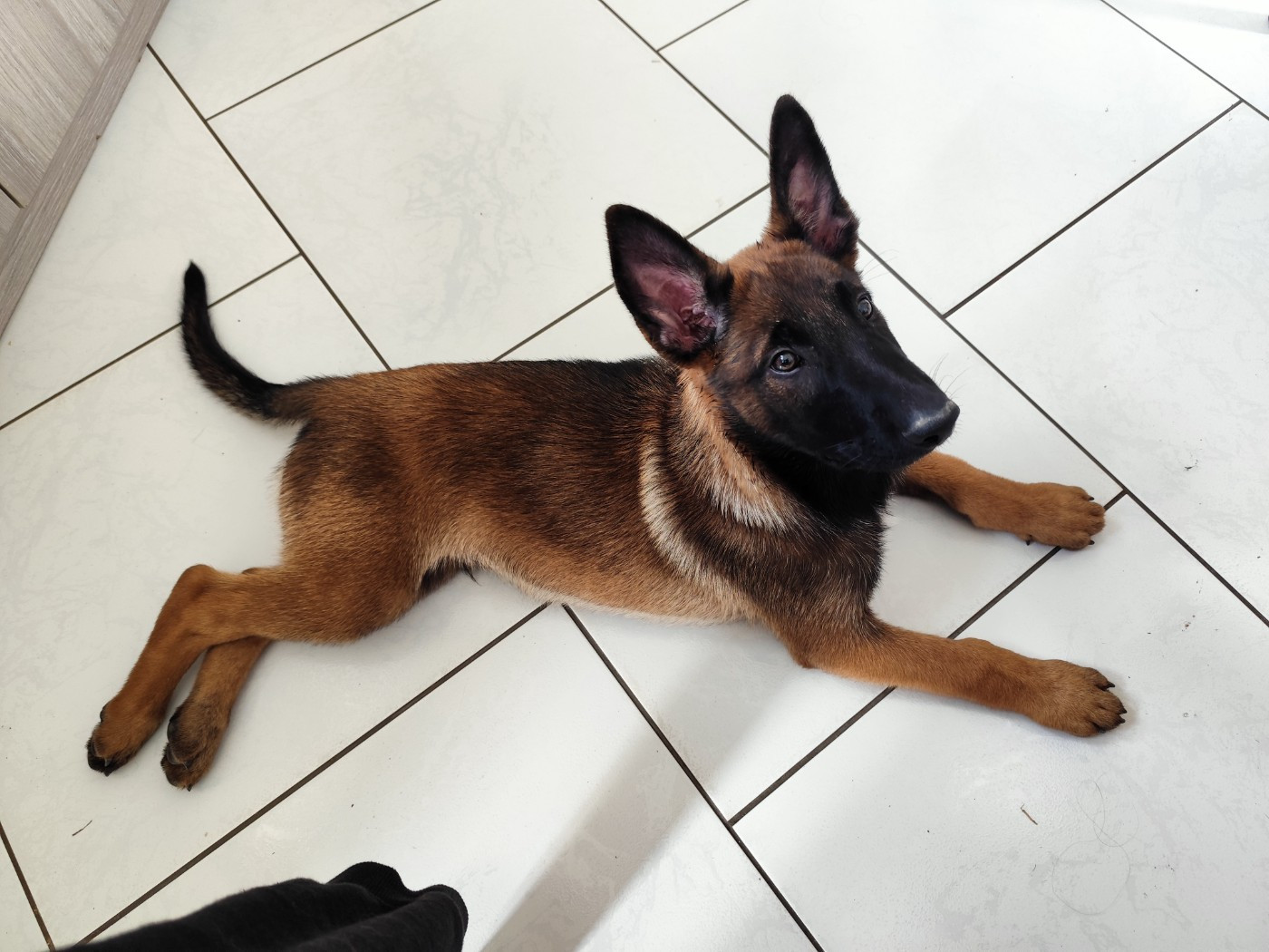Des Terres Behennoises - Chiots disponibles - Berger Belge