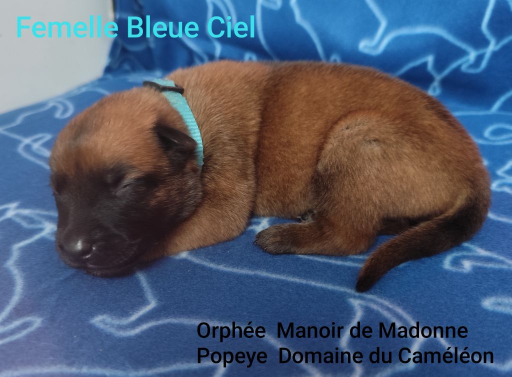 Des Terres Behennoises - Chiots disponibles - Berger Belge