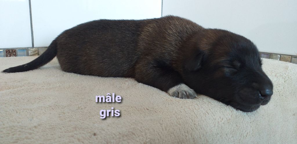 Des Terres Behennoises - Chiots disponibles - Berger Belge
